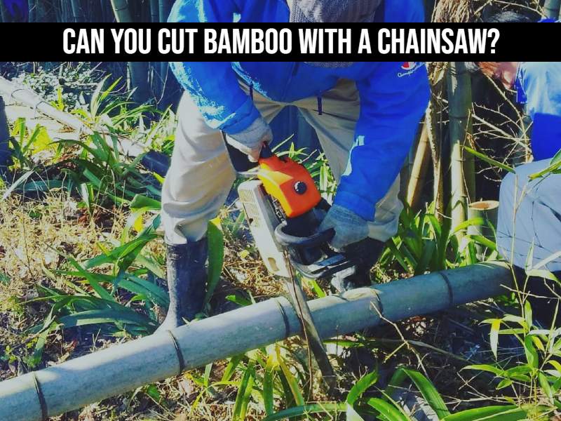 Can You Cut Bamboo With A Chainsaw?